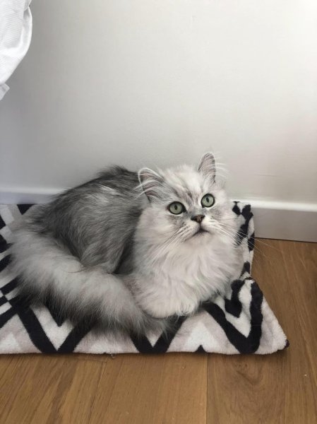 Mélanie Berquet - Comportementaliste félin et Pet sitter - photo 3