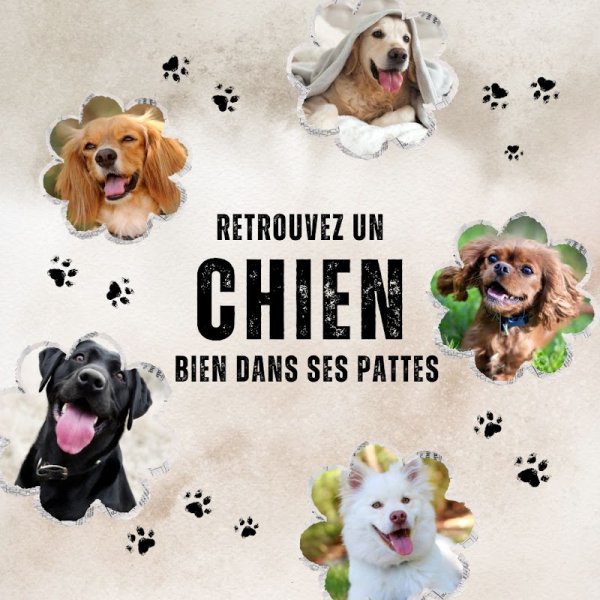 SoFunDOG Educatrice et Comportementaliste canin 78 GARGENVILLE YVELINES