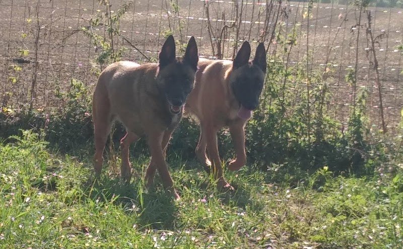 Damien Boyer - Éducateur canin - photo 1