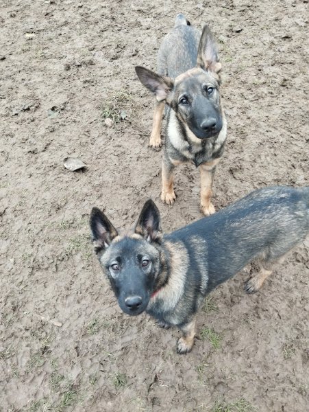 Damien Boyer - Éducateur canin - photo 3