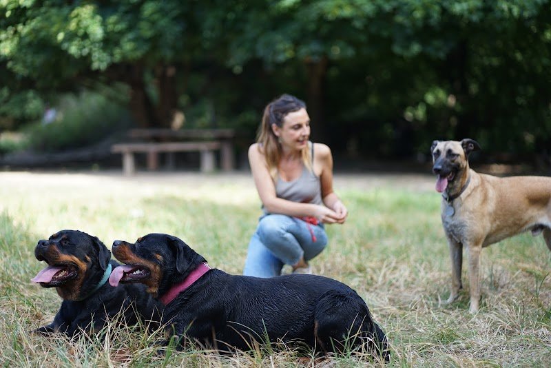 CYNCITY - Educateur comportementaliste canin sur Andrésy et alentours