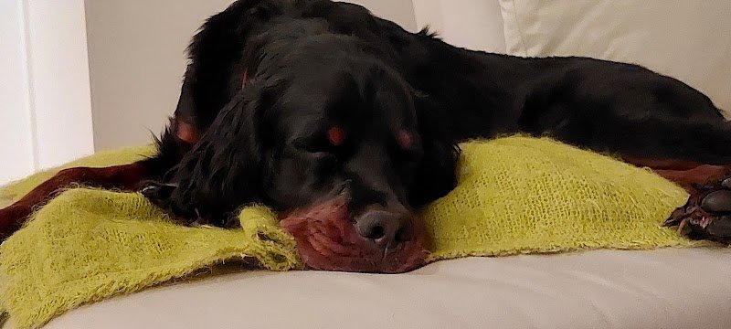 CYNCITY - Educateur comportementaliste canin sur Andrésy et alentours - photo 2