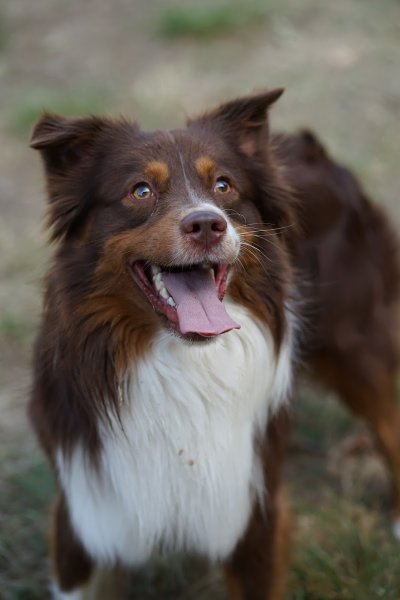 CYNCITY - Educateur comportementaliste canin sur Andrésy et alentours - photo 3