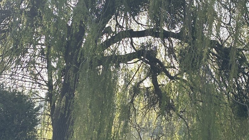 La grande vadrouille canine - photo 1