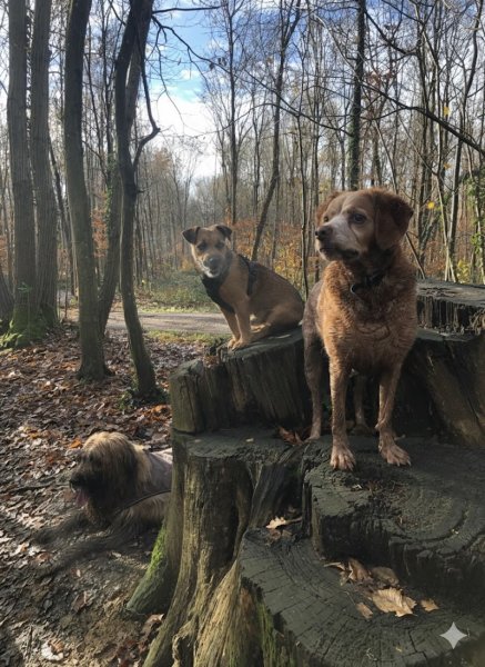 La grande vadrouille canine - photo 3