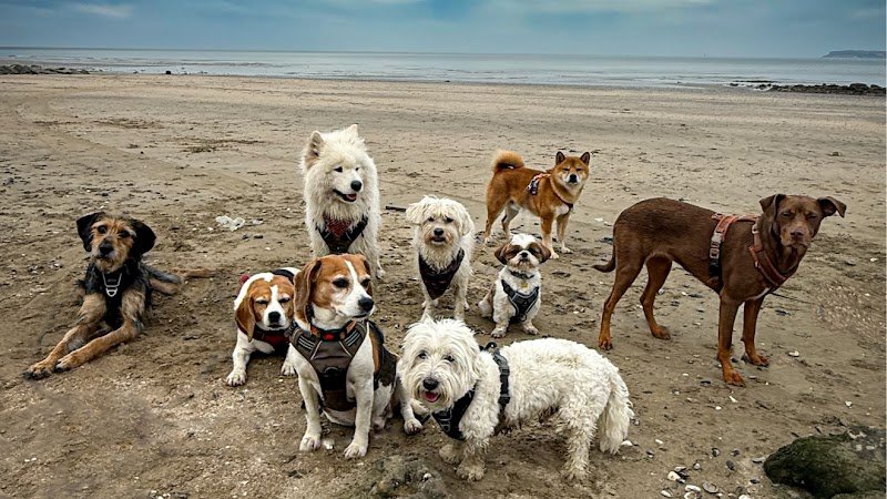 Lovely Paws Education Canine - photo 1