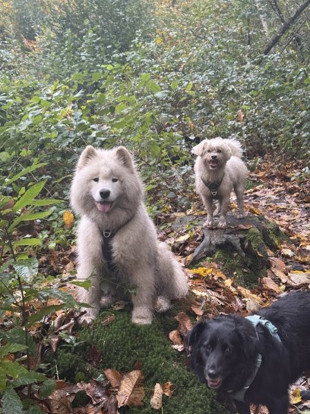 Lovely Paws Education Canine - photo 2