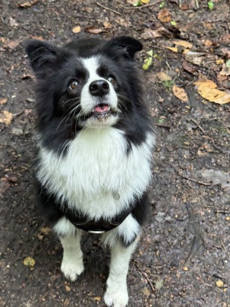 Lovely Paws Education Canine - photo 3