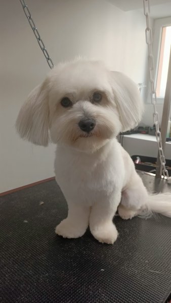 La Patience Canine - photo 2