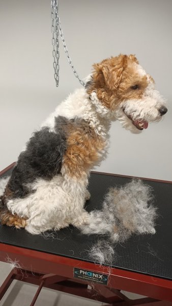 La Patience Canine - photo 3