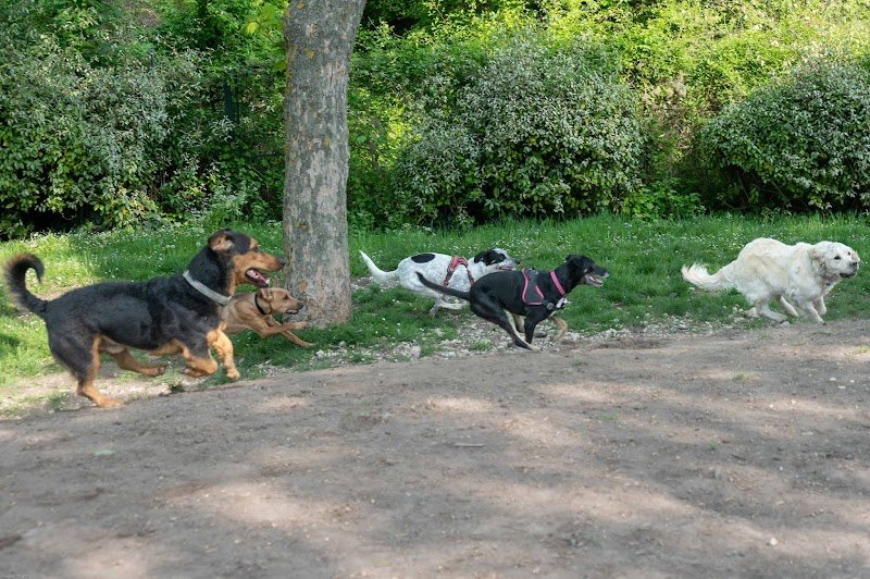 Caniparc - Parc à chiens - photo 2
