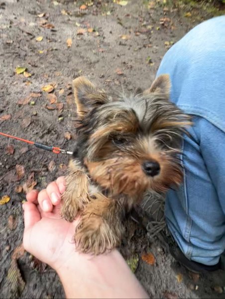 Educ Molo - Educateur canin et promeneur, diplômé d’Etat - photo 3