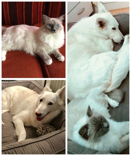 NINA'S CATS - Comportementaliste Félin