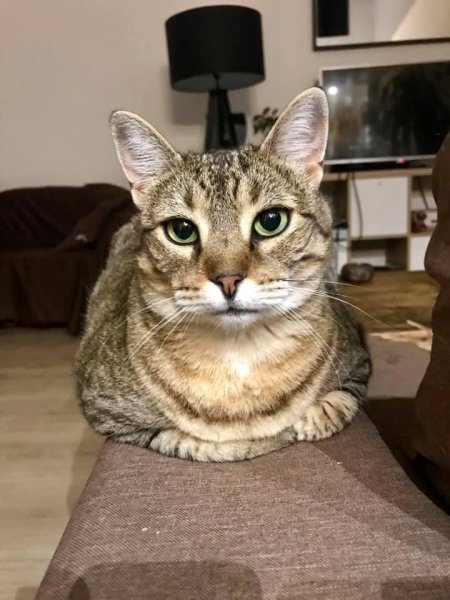 NINA'S CATS - Comportementaliste Félin - photo 2