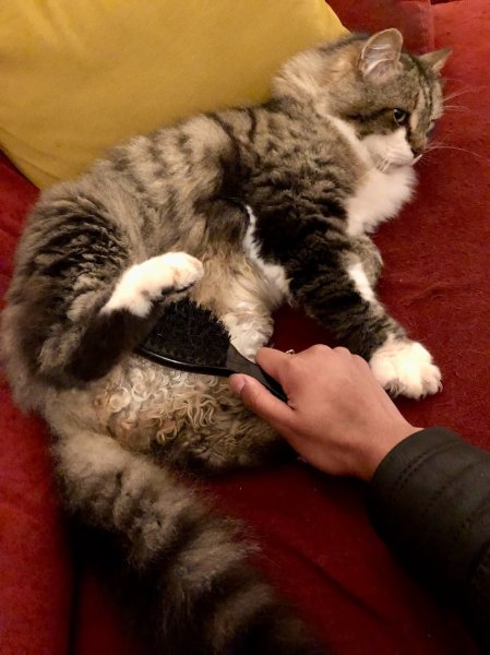 NINA'S CATS - Comportementaliste Félin - photo 3