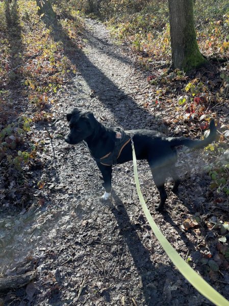 Cœur Canin - photo 2