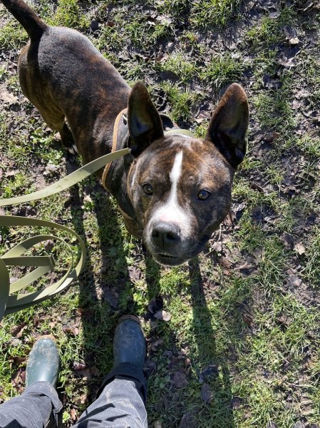 Cœur Canin - photo 3