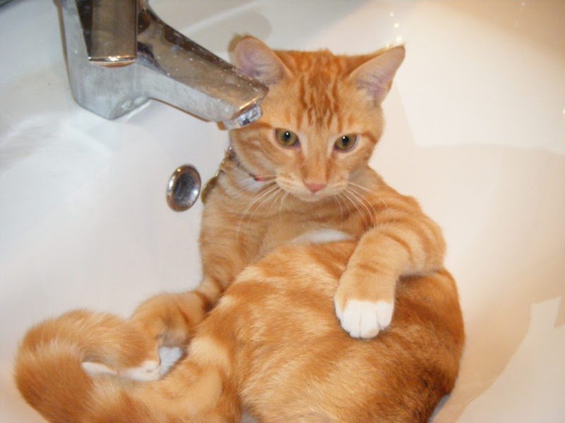 Anne Delvert, comportementaliste félin - Yvelines, Paris, Hauts de Seine et Val d'Oise - photo 2