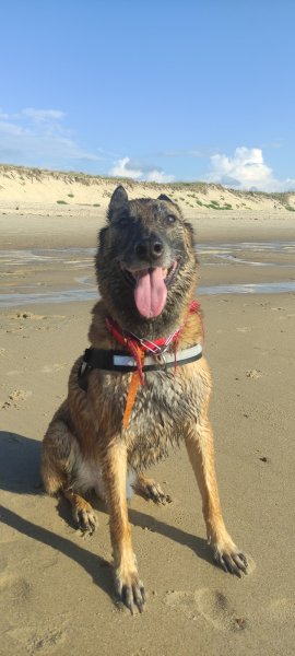 Eductou éducateur canin " comportementaliste "