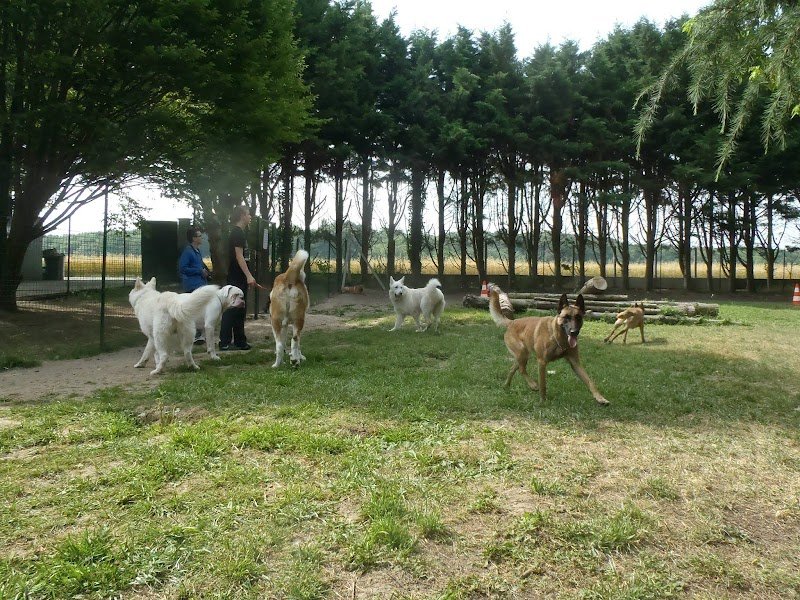 Pension chien 78 JOREL - photo 2