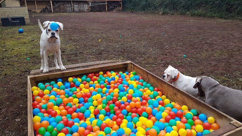 Le Domaine de Fides - Pension familiale pour chien 78 - photo 2