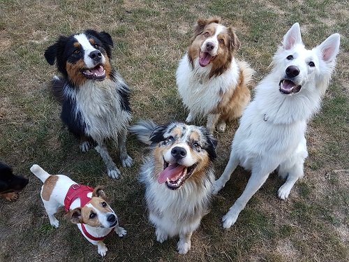 Le Domaine de Fides - Pension familiale pour chien 78 - photo 3