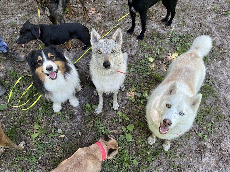 Bande de Chiens ! - Promenades collectives pour chiens