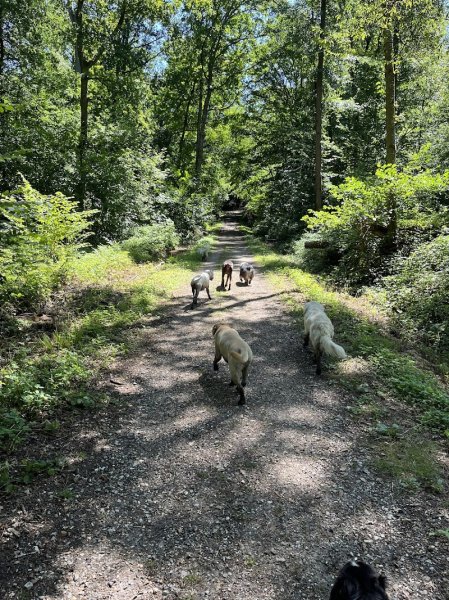 Bande de Chiens ! - Promenades collectives pour chiens - photo 2