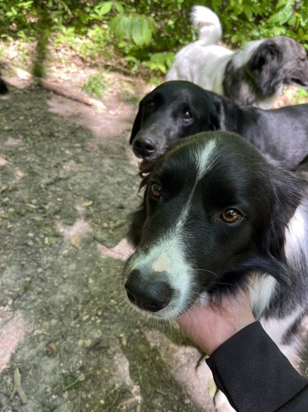 Bande de Chiens ! - Promenades collectives pour chiens - photo 3