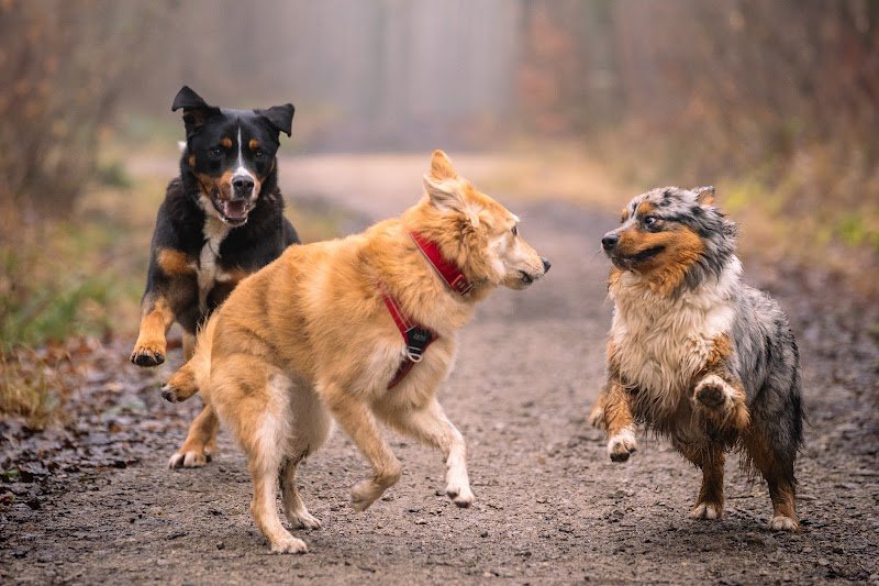 Au Bout De Sa Truffe - Charlotte d'Yvoire - Comportementaliste - photo 3