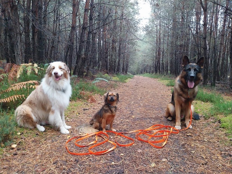 Vivre avec nos chiens