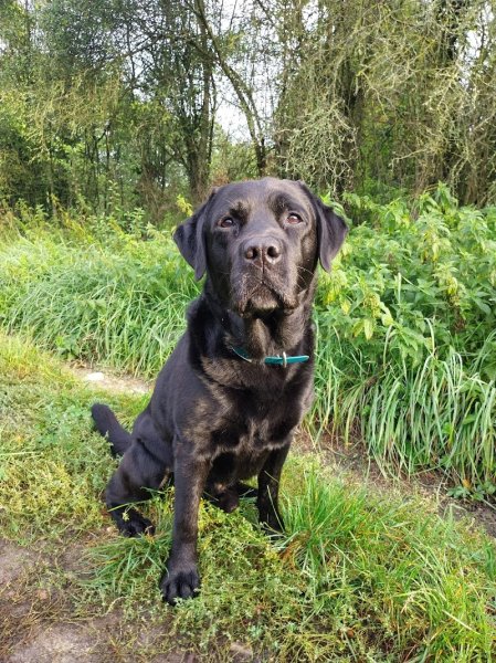 Vivre avec nos chiens - photo 2
