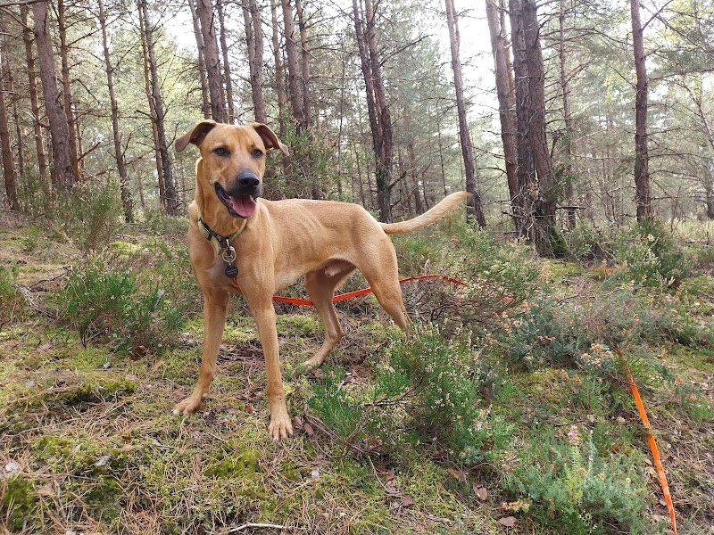 Vivre avec nos chiens - photo 3