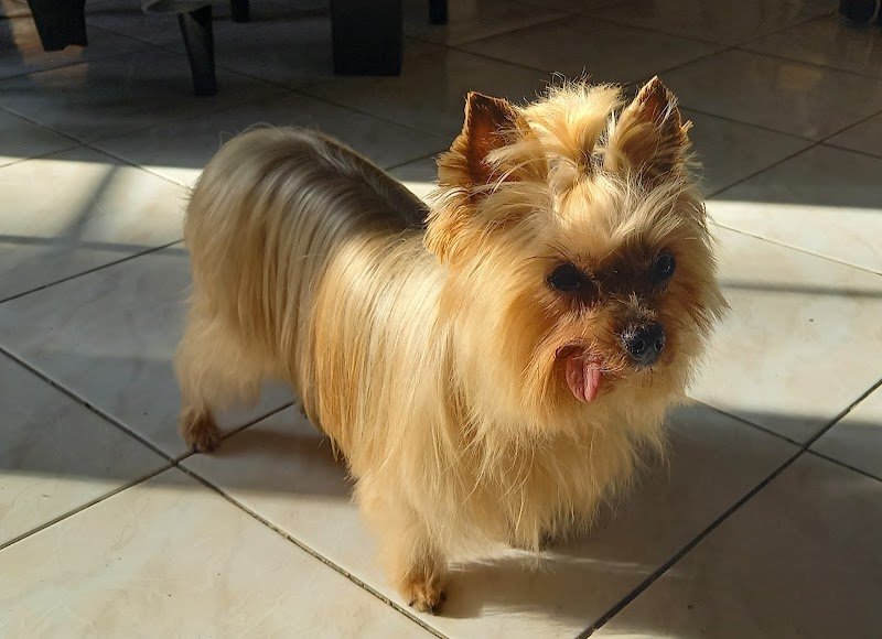 Toilettage chien bonnieres - photo 1