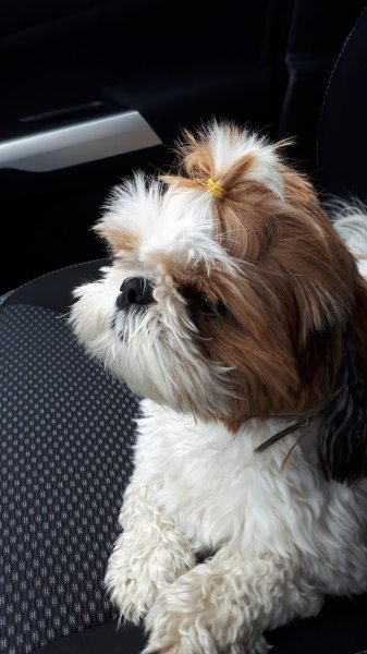 Toilettage chien bonnieres - photo 2