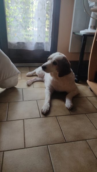 Toilettage chien bonnieres - photo 3