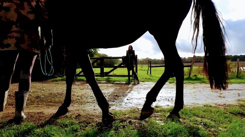 Céline Wiedemann Ostéopathe animalier (équin, canin, félin..)