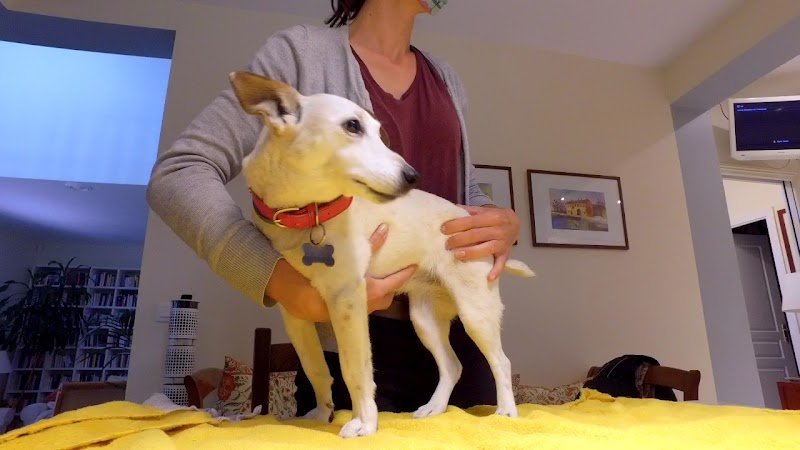 Céline Wiedemann Ostéopathe animalier (équin, canin, félin..) - photo 2