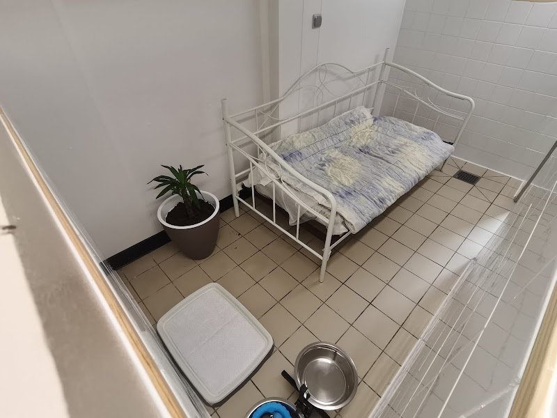 Marie Pouget Pension pour chiens - photo 2