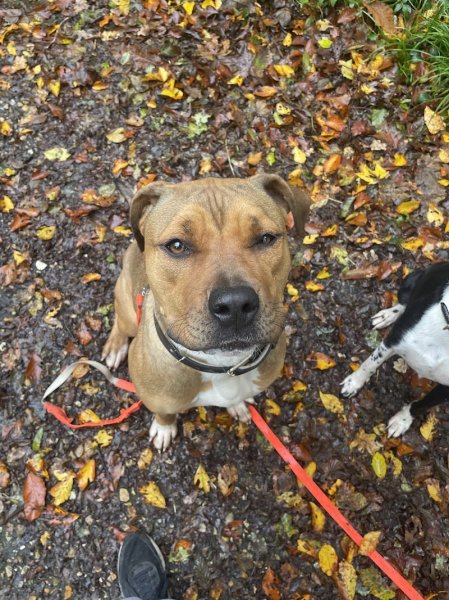 La Conciergerie Canine 78 - ÉDUCATEUR CANIN - BALADES - photo 2