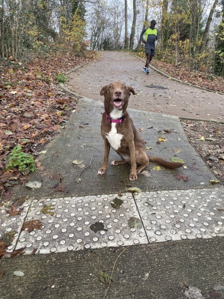 La Conciergerie Canine 78 - ÉDUCATEUR CANIN - BALADES - photo 3