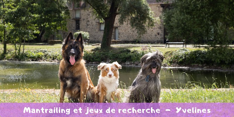 k9 pop sniffers - Mantrailing - Jeux de recherche- Activités canines