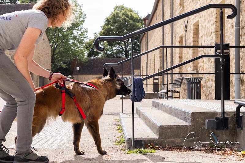 k9 pop sniffers - Mantrailing - Jeux de recherche- Activités canines - photo 2