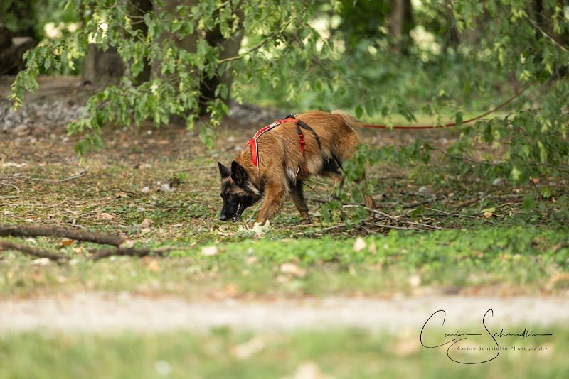 k9 pop sniffers - Mantrailing - Jeux de recherche- Activités canines - photo 3