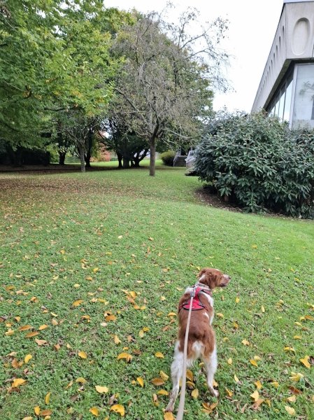 CANINGARDE - photo 1