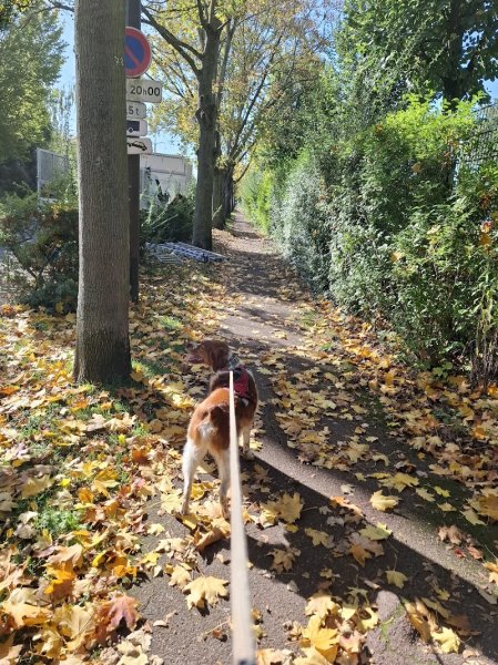 CANINGARDE - photo 3