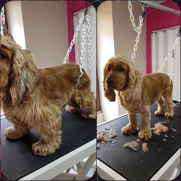 L'esthetic Canin - photo 3