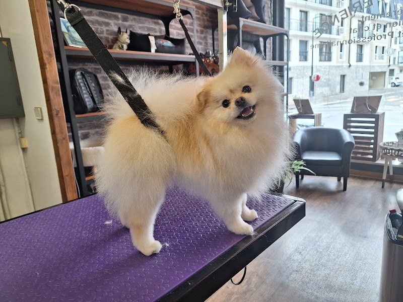 LE STYLE CANIN - photo 2