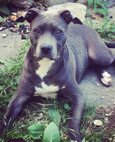 Un chien dans la ville - Comportementaliste canin & félin - photo 2