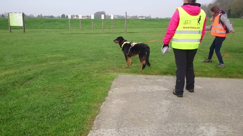 Un chien dans la ville - Comportementaliste canin & félin - photo 3